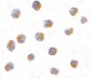 ATF6 Antibody (N-Terminus)